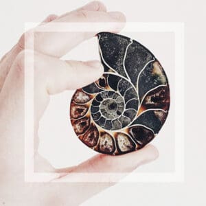 nautilus